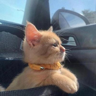 محسن رضوی avatar