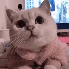 اقبال نسیم avatar