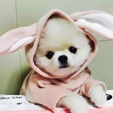 مایا علی avatar