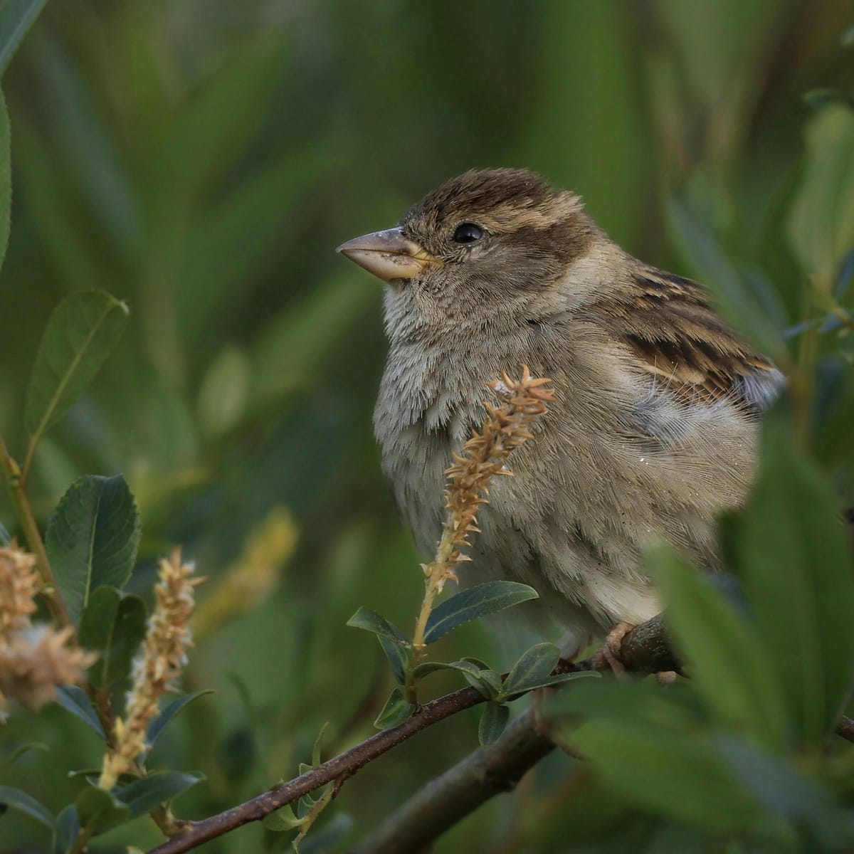 ارشاد بٹ avatar