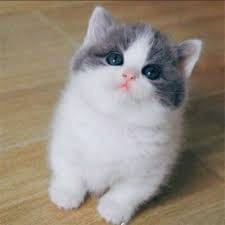 فاروق ملک avatar